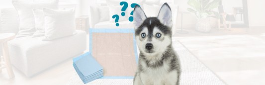 Hundewelpe mit blauem und braunem Auge vor Karton und Unterlagen, mit Fragezeichen darüber, in hellem Wohnraum im Hintergrund