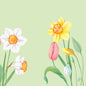 Illustration of spring flowers like daffodils, a pink tulip, and snowdrops on a light green background - a perfect spring motif for napkins 40x40 cm 4-ply Classic Spring Melody by Duni GmbH (pack of 50 pieces).