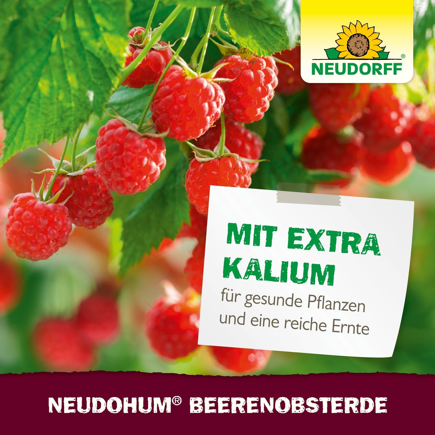 Close-up of ripe raspberries in a pot. A card reads: "With extra potassium for healthy plants and a rich harvest." The logo of the Neudorff Shop and the product name NeudoHum Berry Fruit Soil are visible - ideal for growing fruit on the balcony.