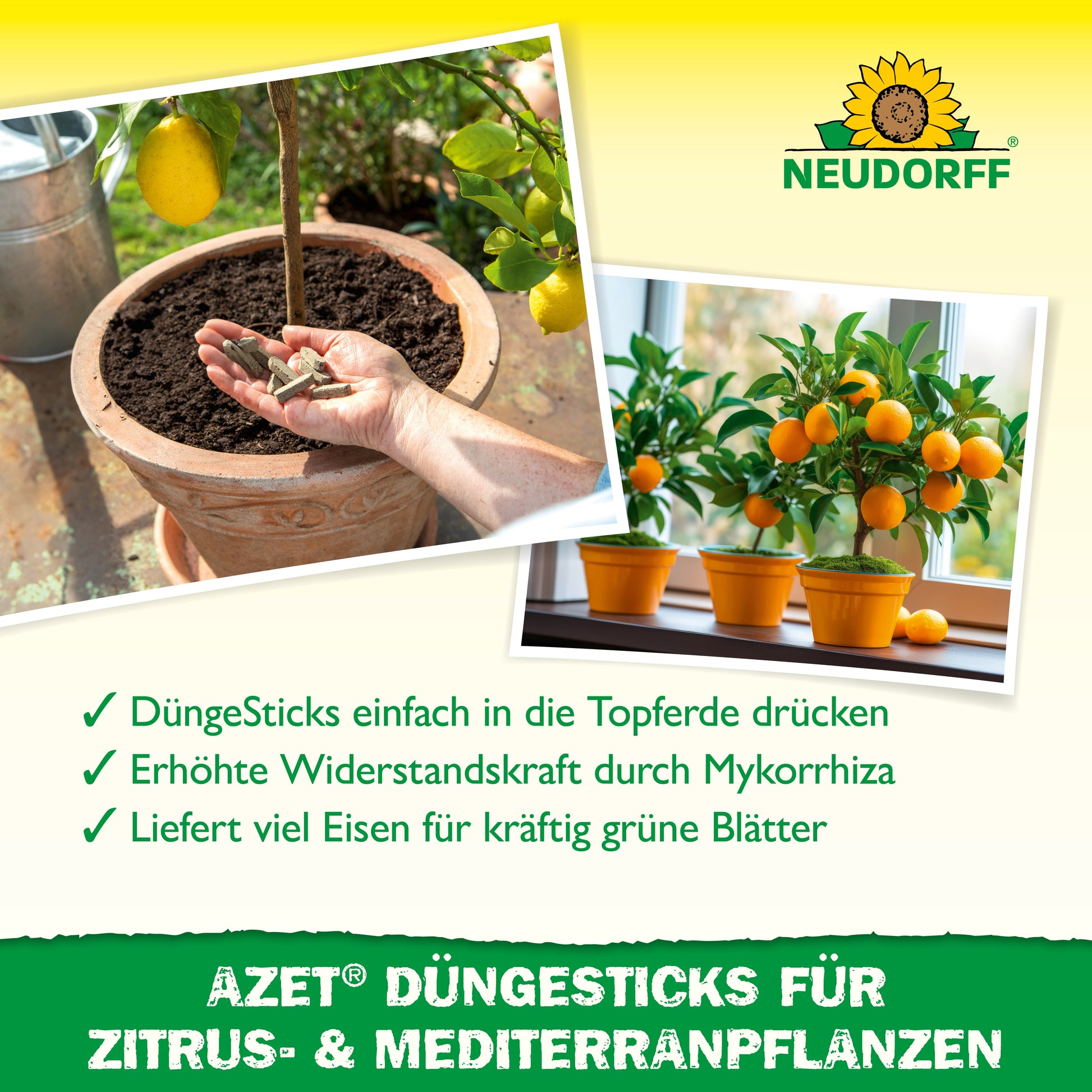 Eine Hand steckt einen Azet Düngestick für Zitrus- & Mediterranpflanzen aus dem Neudorff Shop in die Erde einer Topfpflanze. Unten gedeihen zwei Orangenbäume in gelben Töpfen - ideal für Zitrus- und mediterrane Kübelpflanzen auf Balkonen und Terrassen.